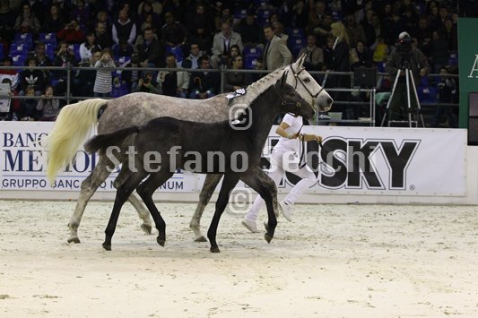 CA D ORO_MILANO_2010_SS3_3954.jpg